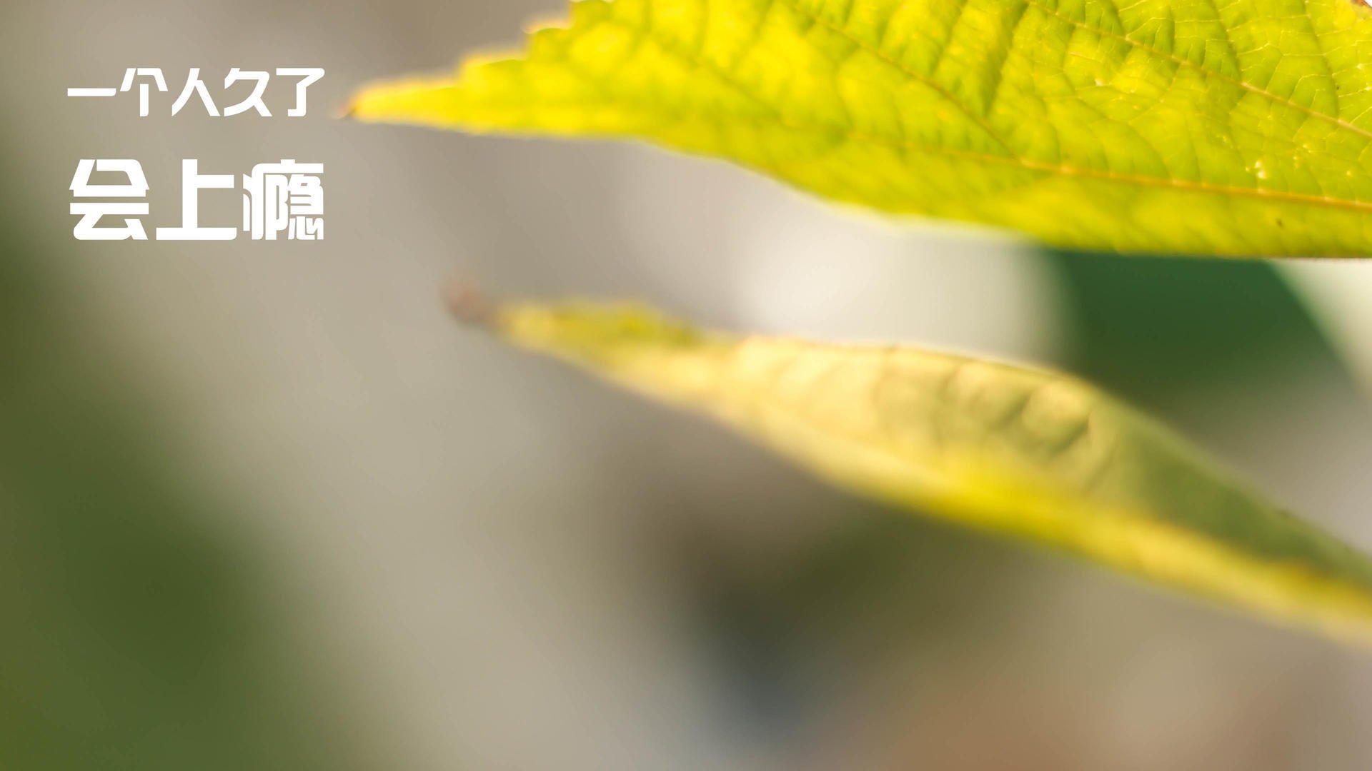 中锋是否应主动参与外线传球转移，中锋在球队的作用