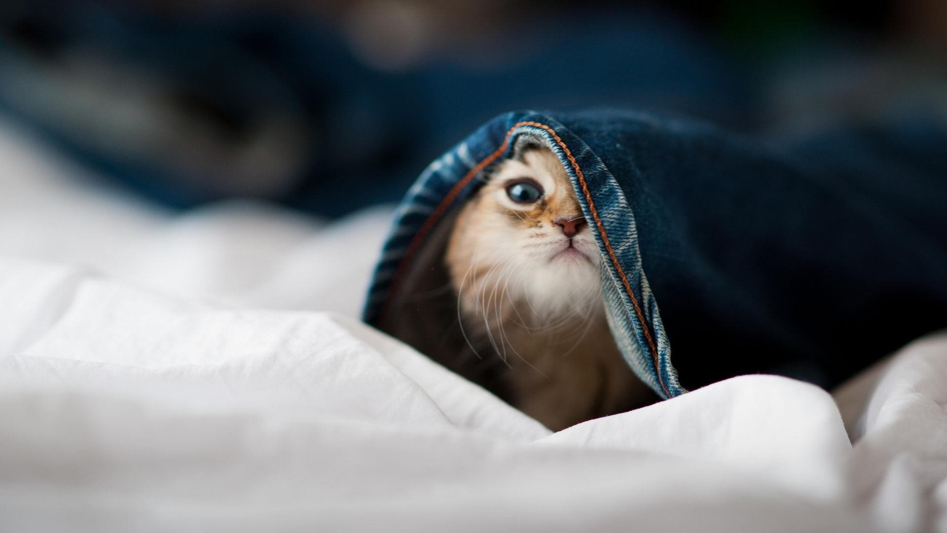 体操少年争霸赛展现未来之星竞技实力，学校体操少年