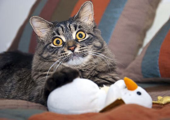 体育新闻中心推动基层体育数字内容生态体系建设,体育信息化建设