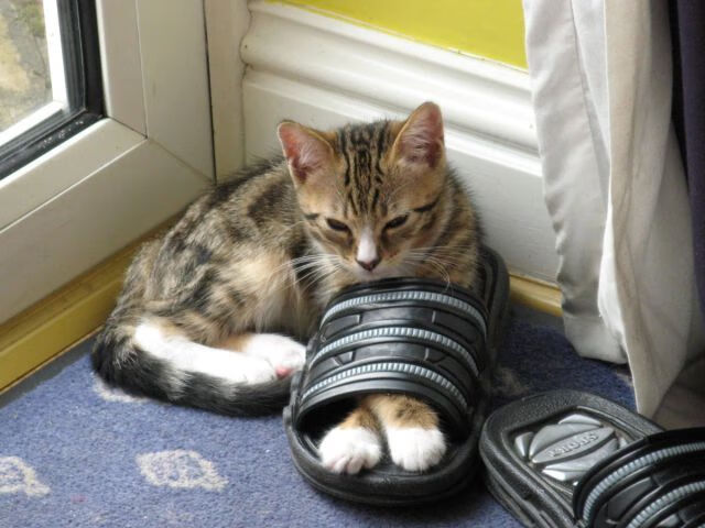 体育新闻中心推动基层体育数字内容生态体系建设,体育信息化建设