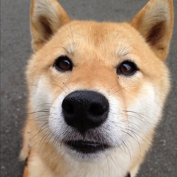 关键球员谁是教练最信任之选，球员当教练最成功的