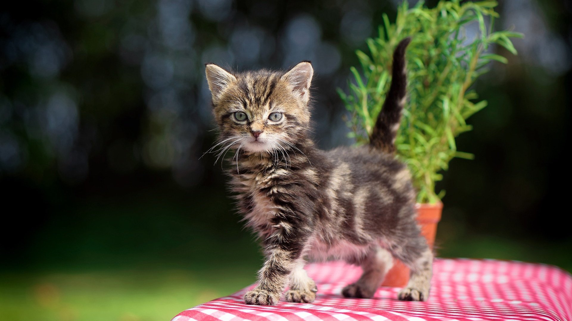 直播技术升级提升观赛互动体验，直播技能大赛技巧