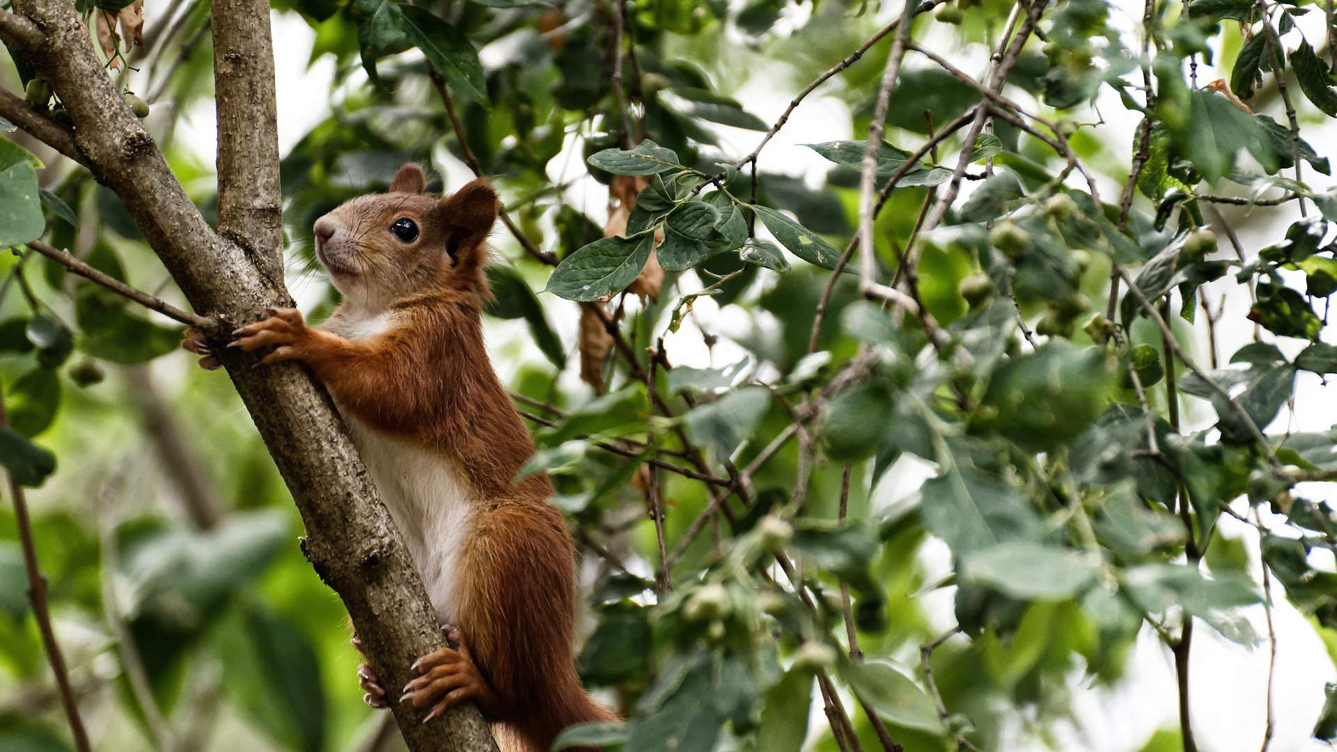 中国米兰官方-“彼得森的超凡技艺，成为南非羚羊队的获胜法宝”