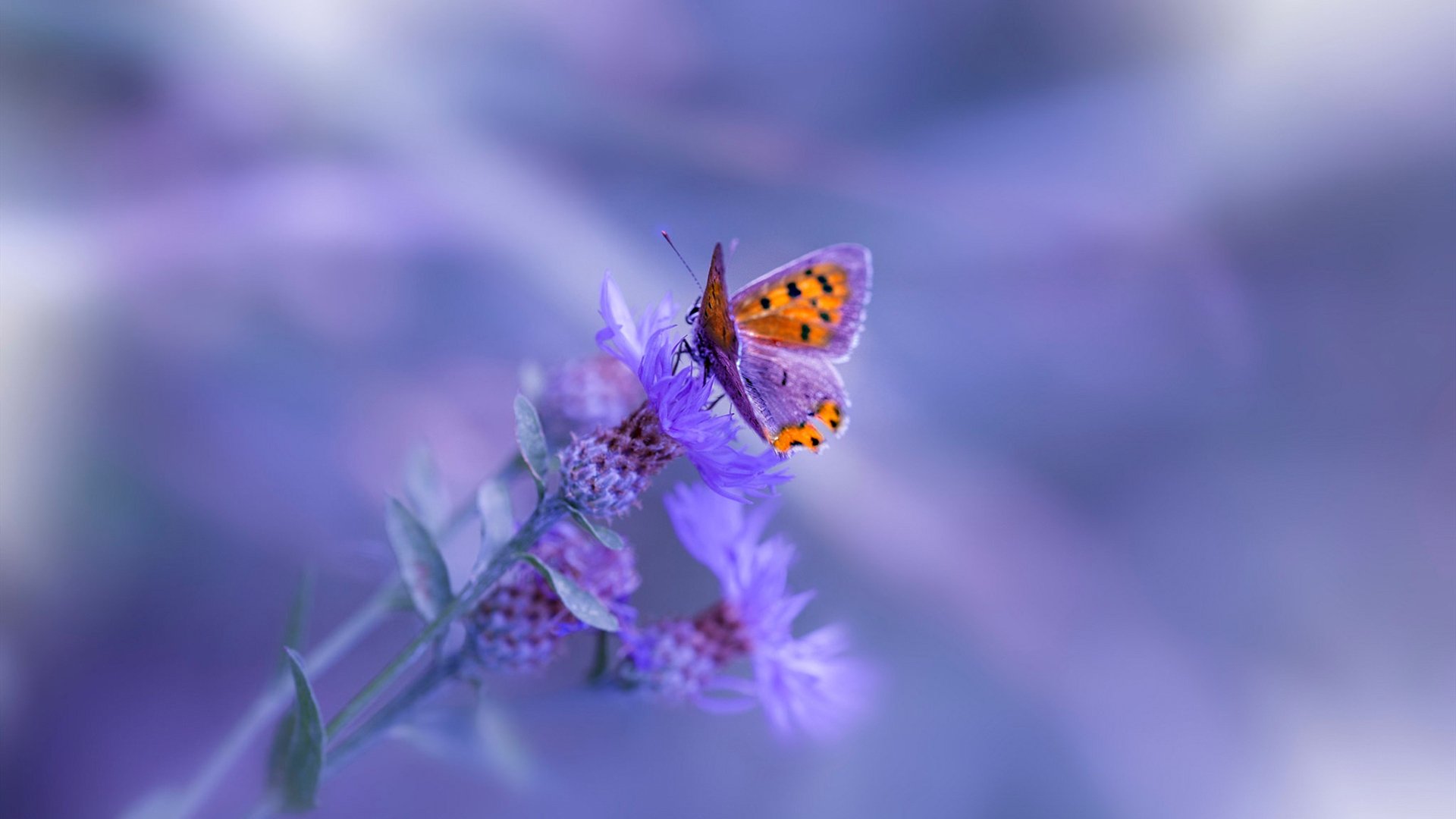 混合泳个人赛吉尔吉斯斯坦选手全面挑战，吉尔吉斯斯坦运动员