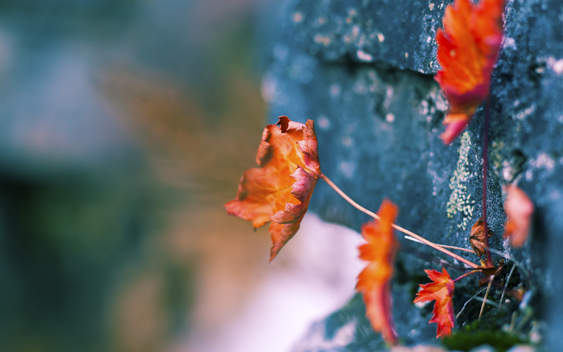 米兰体育官网-澳大利亚袋鼠队的传球与个人突破，成为致胜利器，袋鼠对澳大利亚的意义