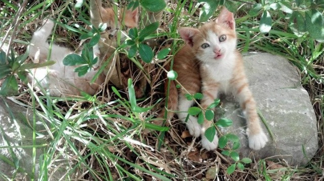 火箭加强快攻第一波出手效率明显提升，火箭打法